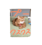 猫のような何か（個別スタンプ：15）