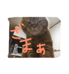 猫のような何か（個別スタンプ：18）