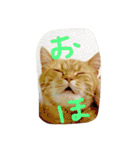 猫のような何か（個別スタンプ：19）