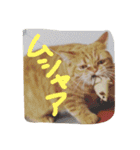 猫のような何か（個別スタンプ：20）