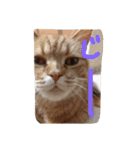 猫のような何か（個別スタンプ：21）