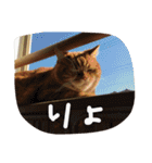 猫のような何か（個別スタンプ：22）