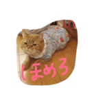 猫のような何か（個別スタンプ：23）