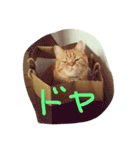 猫のような何か（個別スタンプ：24）