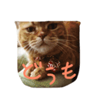 猫のような何か（個別スタンプ：25）