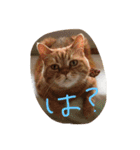 猫のような何か（個別スタンプ：26）