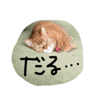 猫のような何か（個別スタンプ：27）