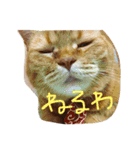 猫のような何か（個別スタンプ：28）