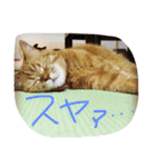 猫のような何か（個別スタンプ：29）