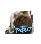 猫のような何か（個別スタンプ：30）