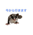 だらけモモンガ（個別スタンプ：3）