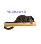 だらけモモンガ（個別スタンプ：4）