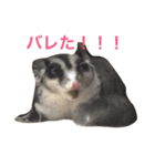 だらけモモンガ（個別スタンプ：13）