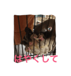 だらけモモンガ（個別スタンプ：16）