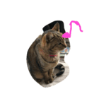 可愛い可愛い猫ちゃん（個別スタンプ：1）