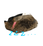 可愛い可愛い猫ちゃん（個別スタンプ：2）