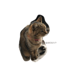 可愛い可愛い猫ちゃん（個別スタンプ：3）