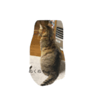 可愛い可愛い猫ちゃん（個別スタンプ：4）