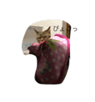 可愛い可愛い猫ちゃん（個別スタンプ：5）