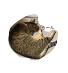 可愛い可愛い猫ちゃん（個別スタンプ：6）