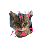 可愛い可愛い猫ちゃん（個別スタンプ：7）