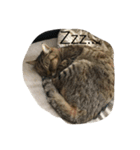 可愛い可愛い猫ちゃん（個別スタンプ：8）