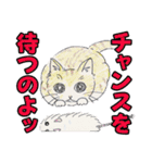ペルとシャムの物語（個別スタンプ：12）