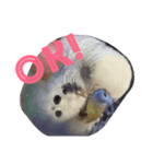 インコのハッピー 色んな顔（個別スタンプ：2）