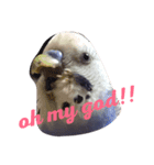 インコのハッピー 色んな顔（個別スタンプ：3）