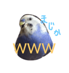 インコのハッピー 色んな顔（個別スタンプ：4）