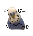 インコのハッピー 色んな顔（個別スタンプ：5）