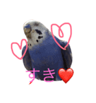 インコのハッピー 色んな顔（個別スタンプ：6）