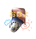 インコのハッピー 色んな顔（個別スタンプ：7）