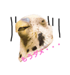 インコのハッピー 色んな顔（個別スタンプ：8）