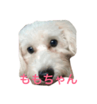 我が家のいぬ3（個別スタンプ：1）