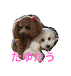 我が家のいぬ3（個別スタンプ：2）