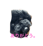 我が家のいぬ3（個別スタンプ：3）