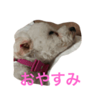 我が家のいぬ3（個別スタンプ：4）