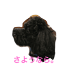 我が家のいぬ3（個別スタンプ：5）