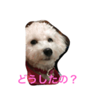我が家のいぬ3（個別スタンプ：6）