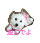 我が家のいぬ3（個別スタンプ：7）
