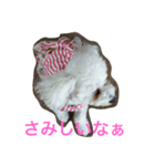 我が家のいぬ3（個別スタンプ：8）