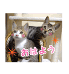 エビスくんとビシャちゃん(子猫編)（個別スタンプ：1）