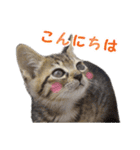 エビスくんとビシャちゃん(子猫編)（個別スタンプ：2）