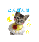 エビスくんとビシャちゃん(子猫編)（個別スタンプ：3）