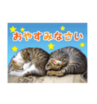 エビスくんとビシャちゃん(子猫編)（個別スタンプ：4）
