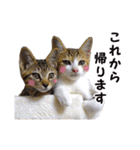エビスくんとビシャちゃん(子猫編)（個別スタンプ：5）