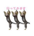 エビスくんとビシャちゃん(子猫編)（個別スタンプ：7）
