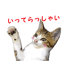 エビスくんとビシャちゃん(子猫編)（個別スタンプ：8）