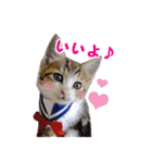 エビスくんとビシャちゃん(子猫編)（個別スタンプ：9）